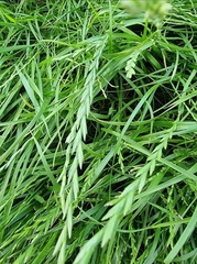 Lolium perenne perenne