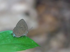 Arhopala pseudomuta