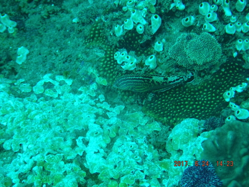 Macropharyngodon bipartitus