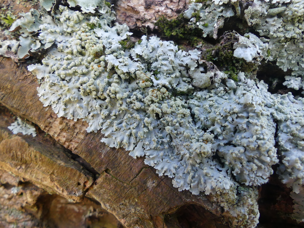 Physcia tribacioides