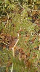 Mimosa aculeaticarpa biuncifera