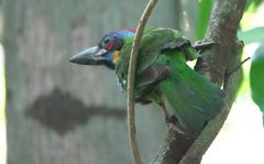 Psilopogon rafflesii