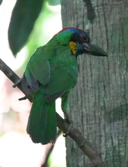 Psilopogon rafflesii