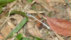 Agriocnemis argentea