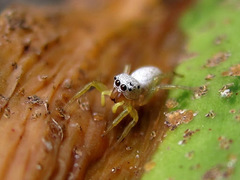 Phintelloides versicolor