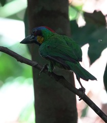 Psilopogon rafflesii