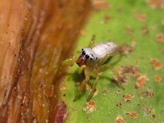 Phintelloides versicolor