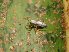 Phintelloides versicolor