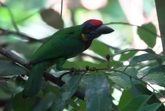 Psilopogon rafflesii