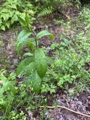 Lysimachia vulgaris