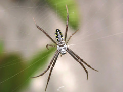 Argiope catenulata