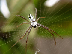 Argiope catenulata