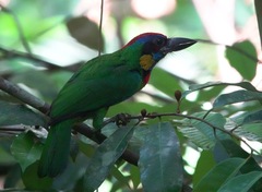 Psilopogon rafflesii