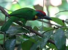 Psilopogon rafflesii