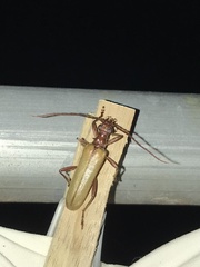 Centrodera decolorata