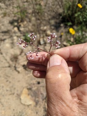 Chorizanthe leptotheca