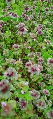 Lamium amplexicaule