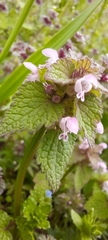 Lamium amplexicaule