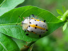 Aspidimorpha miliaris