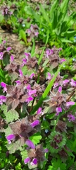 Lamium amplexicaule