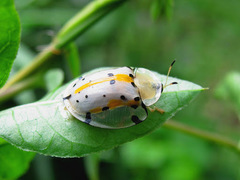 Aspidimorpha miliaris