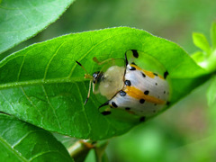 Aspidimorpha miliaris