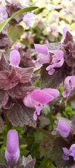 Lamium amplexicaule