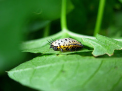 Aspidimorpha miliaris