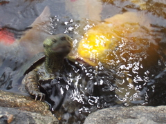 Mauremys reevesii