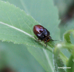 Deraeocoris ruber