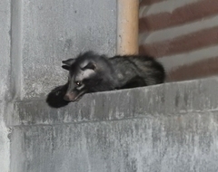 Paradoxurus hermaphroditus