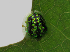 Cassida catenata