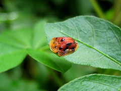 Laccoptera tredecimpunctata