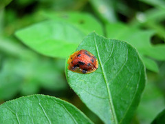 Laccoptera tredecimpunctata