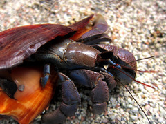 Coenobita violascens