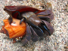 Coenobita violascens