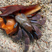 Viola Land Hermit Crab - Photo (c) Jason Alexander, some rights reserved (CC BY-NC), uploaded by Jason Alexander