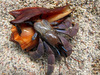 Viola Land Hermit Crab - Photo (c) Jason Alexander, some rights reserved (CC BY-NC), uploaded by Jason Alexander
