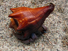 Coenobita violascens