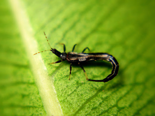 Ponticulothrips