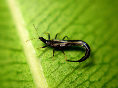 Ponticulothrips diospyrosi