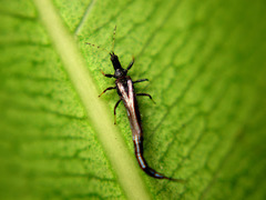 Ponticulothrips diospyrosi