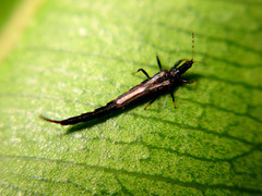 Ponticulothrips diospyrosi