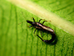 Ponticulothrips diospyrosi