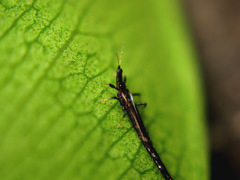 Ponticulothrips diospyrosi