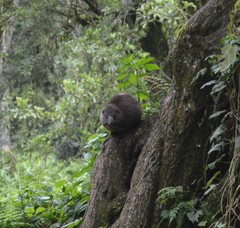 Dendrohyrax arboreus