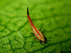 Ponticulothrips diospyrosi