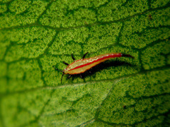 Ponticulothrips diospyrosi