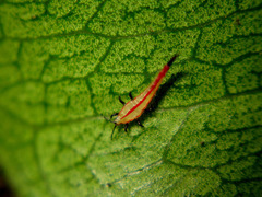 Ponticulothrips diospyrosi