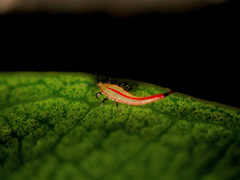 Ponticulothrips diospyrosi